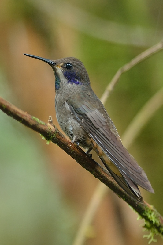 Bruine Violetoorkolibrie